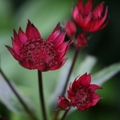 B&Q -  Astrantia Major Claret Great Black Masterwort 9Cm Pot Perennial Plant
