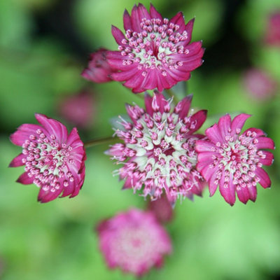 Primrose Astrantia Major Rubra Great Black Masterwort 9Cm Pot Perennial Plant from B&Q