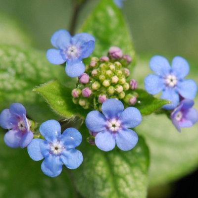 Primrose Brunnera Macrophylla Jack Frost Siberian Bugloss 9Cm Pot Perennial Plant from B&Q