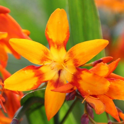 Primrose Crocosmia X Crocosmiiflora Emily Mckenzie Montbretia 9Cm Pot Perennial Plant from B&Q