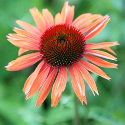 Primrose Echinacea Sundown Coneflower 9Cm Pot Perennial Plant from B&Q