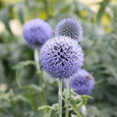 Primrose Echinops Bannaticus Taplow Blue  Globe Thistle 9Cm Pot Perennial Plant from B&Q