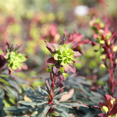 Primrose Euphorbia Amygdaloides Purpurea Wood Spurge 9Cm Pot Perennial Plant from B&Q