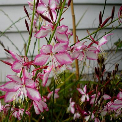 Primrose Oenothera Lindheimeri Rosyjane Gaura 9Cm Pot Perennial Plant from B&Q