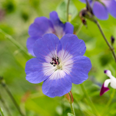 Primrose Geranium Rozanne Cranesbill 9Cm Pot Perennial Plant from B&Q