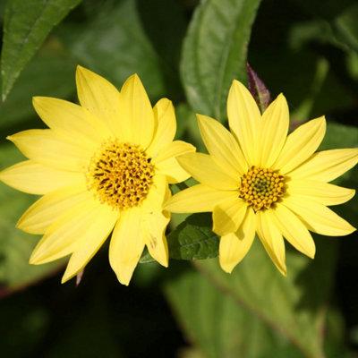 Primrose Helianthus Lemon Queen Sunflower Lemon Queen 9Cm Pot Perennial Plant from B&Q