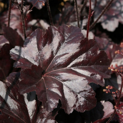 Primrose Coral Heuchera Obsidian Bells Pot Perennial Plant 9Cm