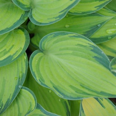 Primrose Hosta June Plantain Lily 9Cm Pot Perennial Plant from B&Q
