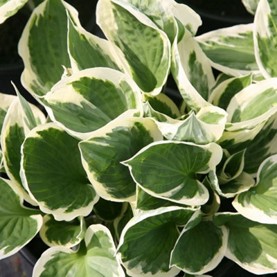 Primrose Hosta Patriot Plantain Lily 9Cm Pot Perennial Plant from B&Q