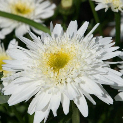 Primrose Leucanthemum X Superbum Wirral Supreme Shasta Daisy 9Cm Pot Perennial Plant from B&Q