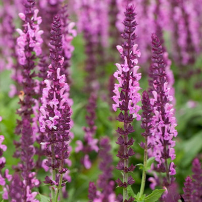 Primrose Salvia Nemorosa Sensation Rose Balkan Clary 9Cm Pot Perennial Plant from B&Q