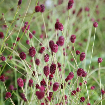 Primrose Sanguisorba Tanna Burnet 9Cm Pot Perennial Plant from B&Q