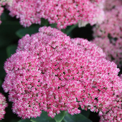 Primrose Sedum Autumn Joy Stonecrop Hylotelephium Herbstfreude 9Cm Pot Perennial Plant from B&Q