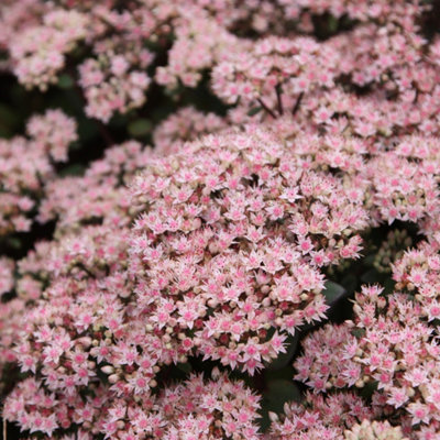 Primrose Sedum Matrona Stonecrop Hylotelephium 9Cm Pot Perennial Plant from B&Q