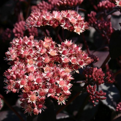 Primrose Sedum Purple Emperor Stonecrop Hylotelephium 9Cm Pot Perennial Plant from B&Q