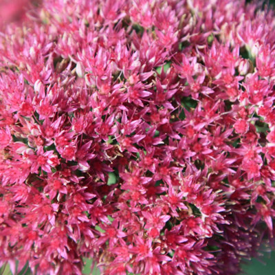 Primrose Sedum Brilliant Stonecrop Hylotelephium 9Cm Pot Perennial Plant from B&Q