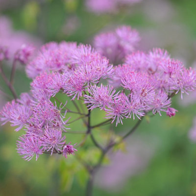 Primrose Thalictrum Black Stockings Meadow Rue 9Cm Pot Perennial Plant from B&Q
