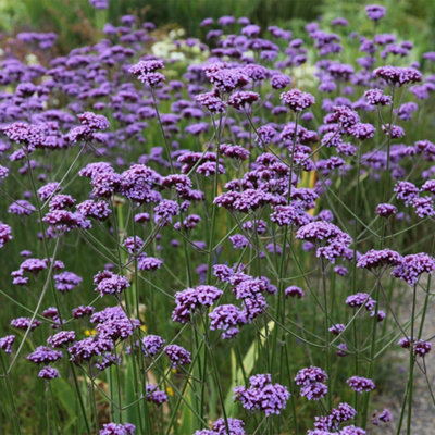 Primrose Verbena Bonariensis Purple Top 9Cm Pot Perennial Plant from B&Q