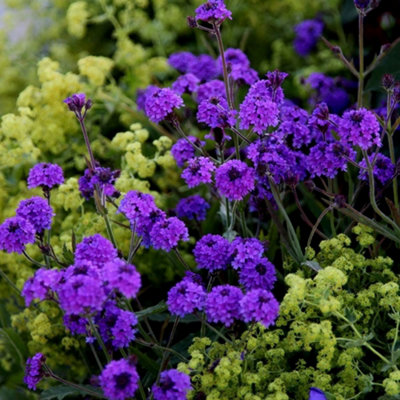 Primrose Verbena Rigida Slender Vervain 9Cm Pot Perennial Plant from B&Q