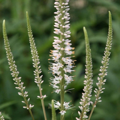 Primrose Veronicastrum Virginicum Album Culvers Root 9Cm Pot Perennial Plant from B&Q