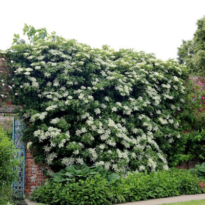 Plant Theory Hydrangea Anomala Petiolaris White Flowering Vine Climbing Plant 10Cm 9Cm Pot from B&Q