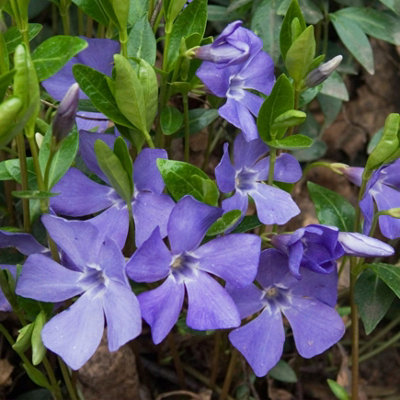 Primrose Vinca Minor Lesser Periwinkle 9Cm Pot Shrub Plant from B&Q