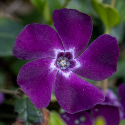 Primrose Vinca Minor Atropurpurea Lesser Periwinkle 9Cm Pot Shrub Plant from B&Q