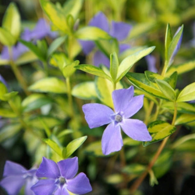 Primrose Vinca Minor Illumination Lesser Periwinkle 9Cm Pot Shrub Plant from B&Q