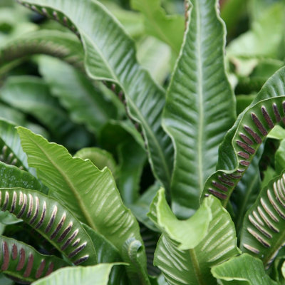Primrose Asplenium Scolopendrium Harts Tongue Fern 9Cm Pot from B&Q
