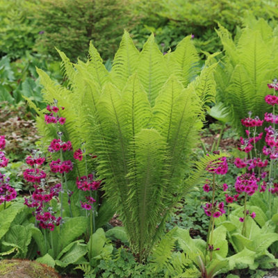 Primrose Matteuccia Struthiopteris Shuttlecock Fern 9Cm Pot from B&Q