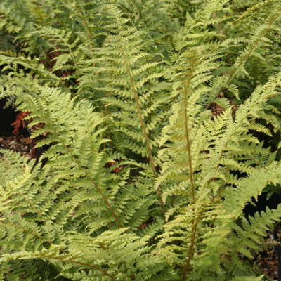 Primrose Polystichum Setiferum Soft Shield Fern 9Cm Pot from B&Q