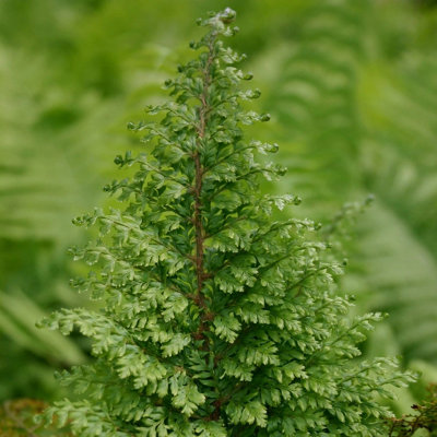 Primrose Polystichum Setiferum Plumosomultilobum Group Soft Shield Fern 9Cm Pot from B&Q