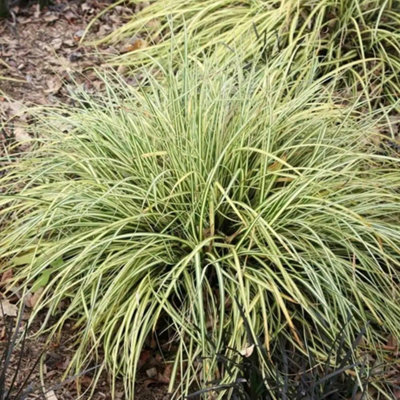 Primrose Carex Oshimensis Evergold Sedge 9Cm Pot Grass Plant from B&Q