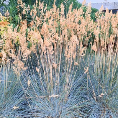Primrose Festuca Glauca Elijah Blue  Fescue 9Cm Pot Grass Plant from B&Q