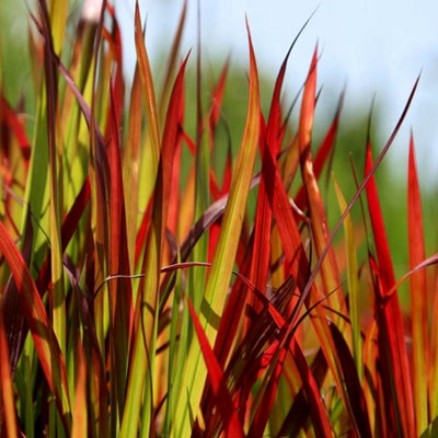 Primrose Imperata Cylindrica Rubra Japanese Blood Grass 9Cm Pot Grass Plant from B&Q