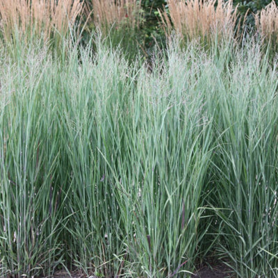 Primrose Panicum Virgatum Heavy Metal Switch Grass 9Cm Pot Grass Plant from B&Q