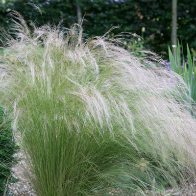 Primrose Stipa Tenuissima Pony Tails Or Angel Hair 9Cm Pot Grass Plant from B&Q