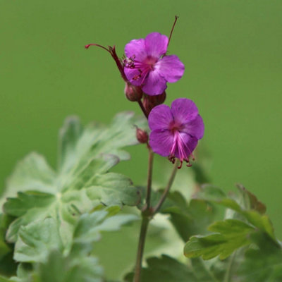 Primrose Geranium Macrorrhizum Bevans Iety Balkan Cranesbill 9Cm Pot Perennial Plant from B&Q