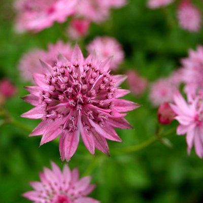 B&Q -  Astrantia Roma Masterwort 9Cm Pot Perennial Plant
