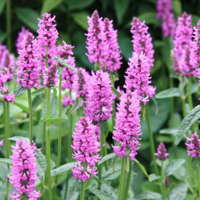 Primrose Betonica Officinalis Hummelo Salvia 9Cm Pot Perennial Plant from B&Q