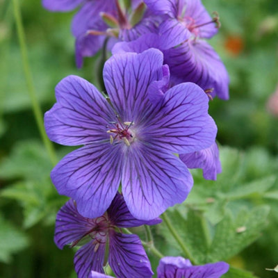 Primrose Geranium X Magnificum Rosemoor Cranesbill 9Cm Pot Perennial Plant from B&Q