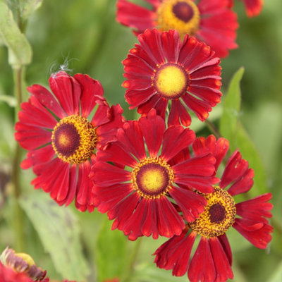 Primrose Helenium Ruby Thuesday Sneezeweed 9Cm Pot Perennial Plant from B&Q