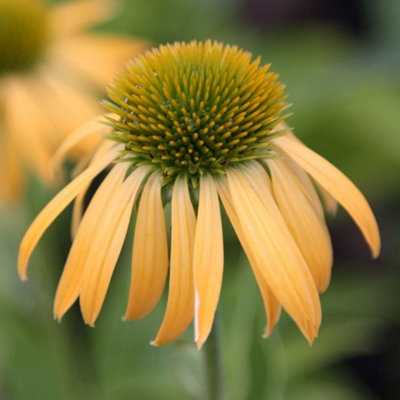 Primrose Echinacea Harvest Moon Coneflower 9Cm Pot Perennial Plant from B&Q