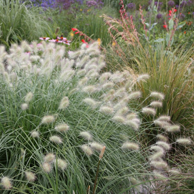 Primrose Pennisetum Villosum Feathertop 9Cm Pot Grass Plant from B&Q