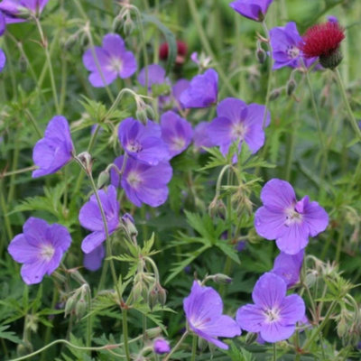 Primrose Geranium Orion Cranesbill 9Cm Pot Perennial Plant from B&Q