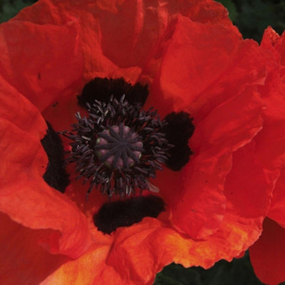 Primrose Papaver Beauty Of Livermere Oriental Poppy 9Cm Pot Perennial Plant from B&Q