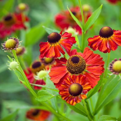 Primrose Helenium Moerheim Beauty Sneezeweed 9Cm Pot Perennial Plant from B&Q