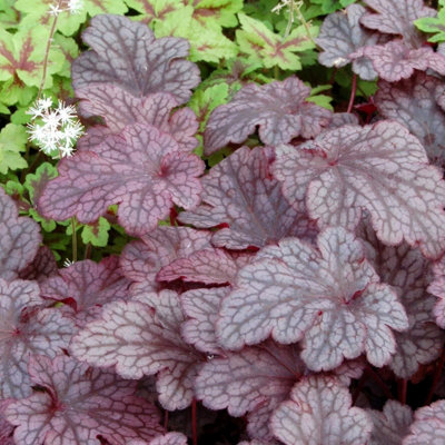 B&Q -  Heuchera Plum Pudding Coral Bells 9Cm Pot Perennial Plant