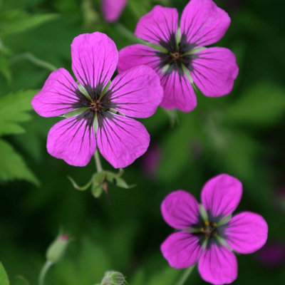 B&Q -  Geranium Psilostemon Cranesbill 9Cm Pot Perennial Plant