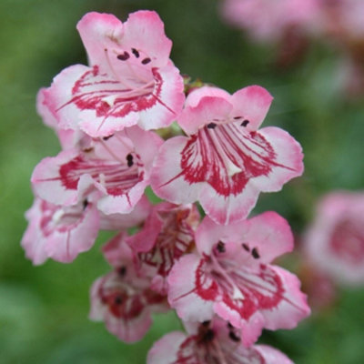 Primrose Penstemon Hidcote Pink Beard Tongue 9Cm Pot Perennial Plant from B&Q